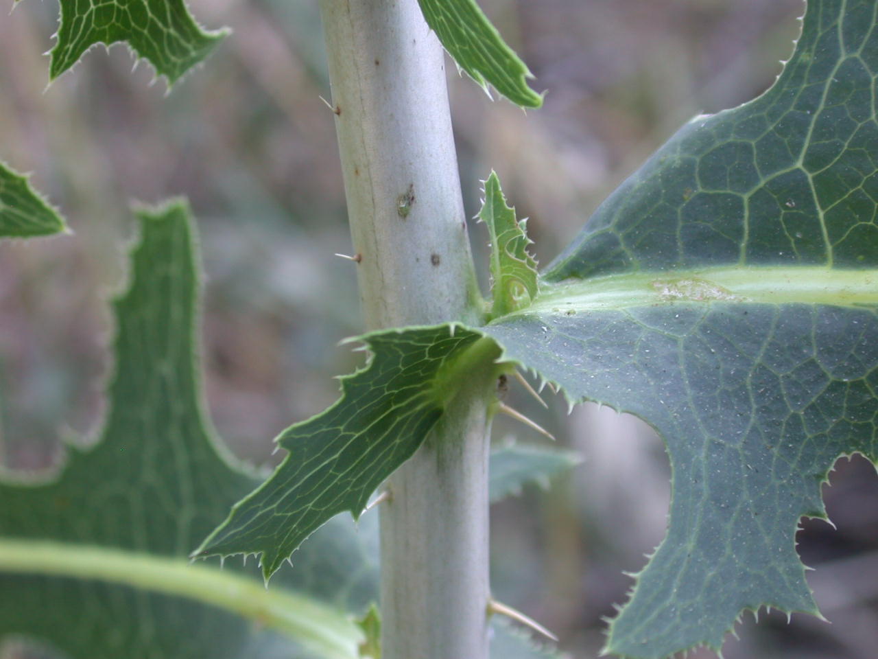 Lactuca sativa subsp. serriola / Lattuga selvatica